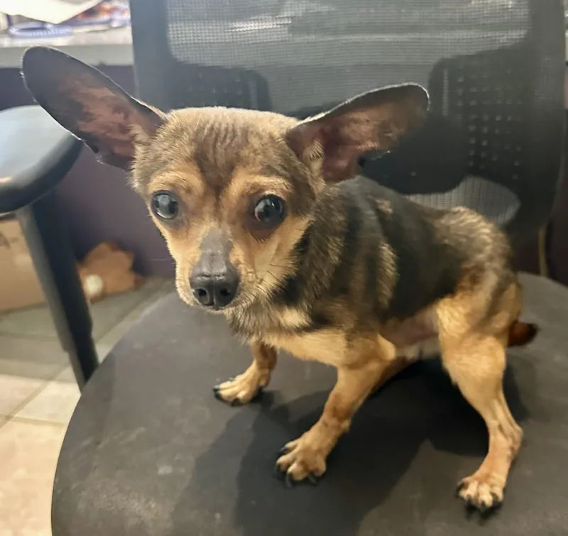 A baby small-sized male Chihuahua dog named Whopping  Lbs!! for adoption in Northwood, OH