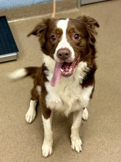 An adult large-sized male Mixed Breed dog named Dave for adoption in Chamblee, GA