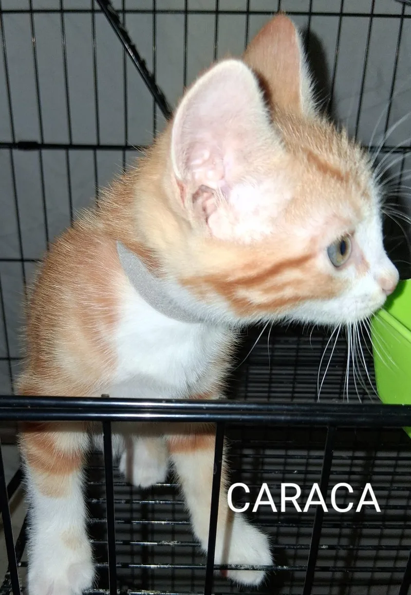A baby medium-sized male Orange & White Domestic Short Hair cat named Caraca for adoption in Redondo Beach, CA