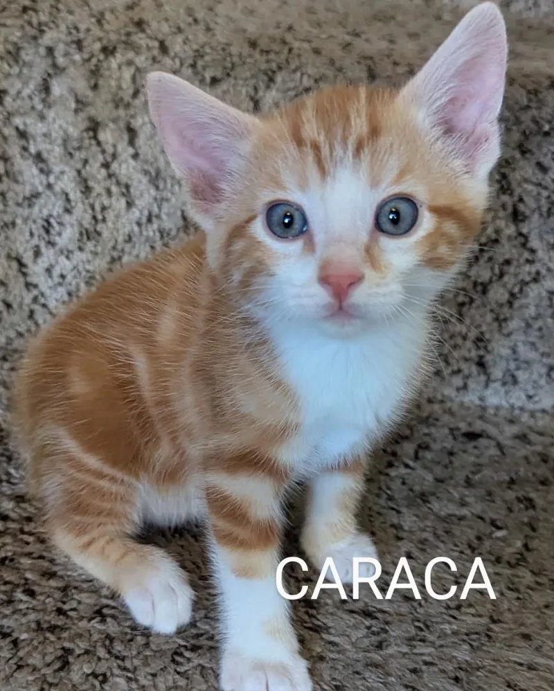 Caraca thumbnail 2