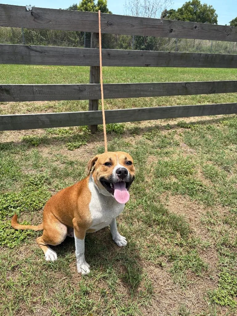 An adult large-sized male Terrier dog named Bugsy for adoption in Wauchula, FL