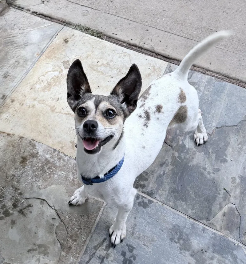 An adult small-sized female Tricolor (Brown, Black, & White) Chihuahua dog named Mora for adoption in Richmond, TX