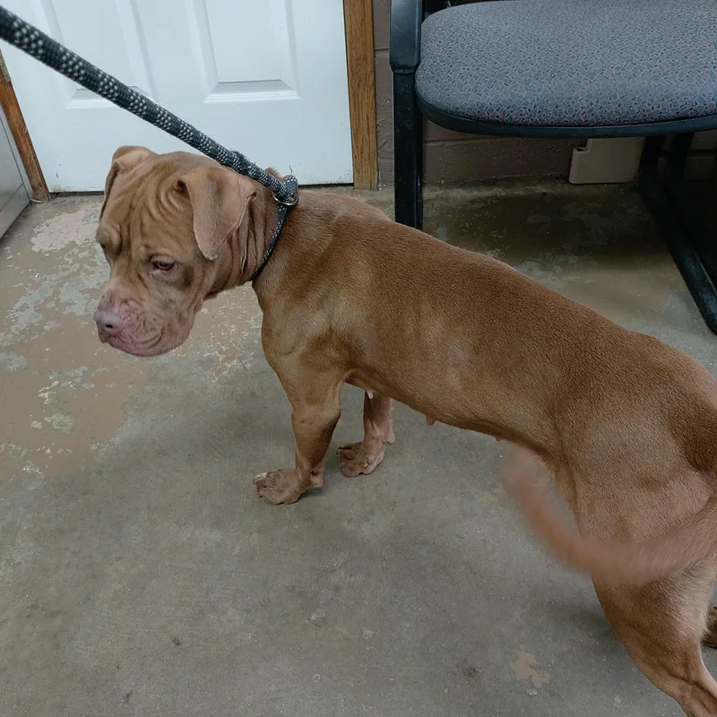 A young medium-sized female Red / Chestnut / Orange Pit Bull Terrier dog named 26-041 for adoption in Carrollton, OH