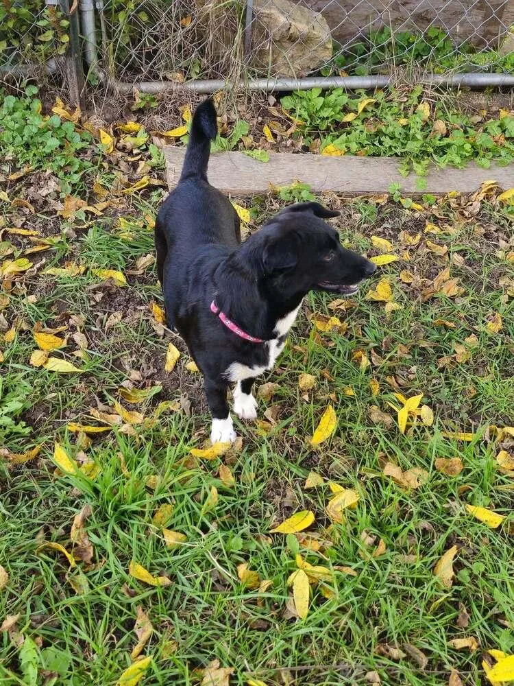 A young small-sized female Tricolor (Brown, Black, & White) Terrier dog named Blackie Pearl for adoption in Waunakee, WI