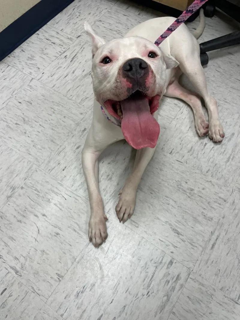 An adult large-sized male White / Cream Bull Terrier dog named Axel for adoption in El Paso, TX
