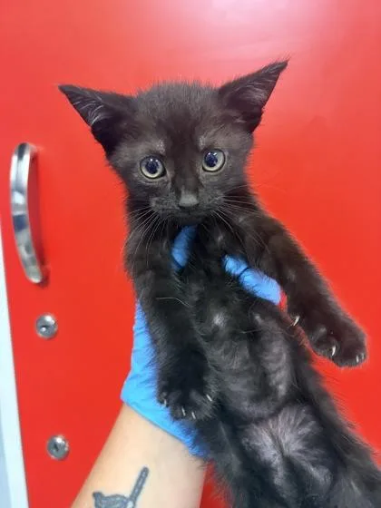 A young small-sized female Domestic Short Hair cat named B Wednesday for adoption in North Charleston, SC