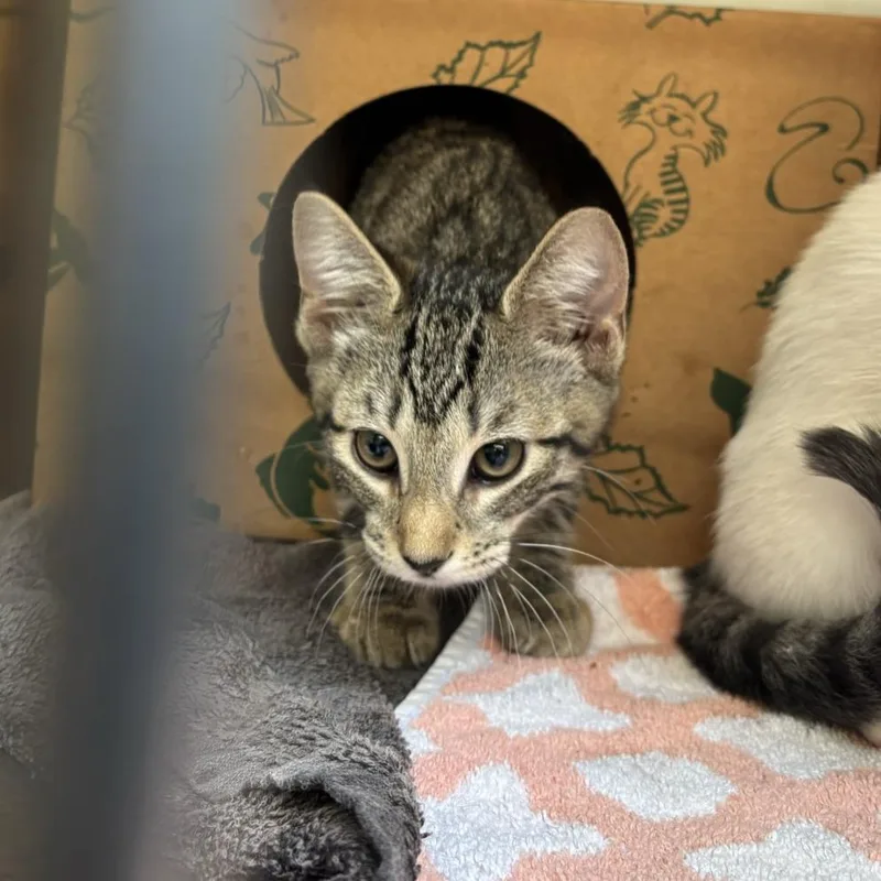 A baby small-sized female Brown / Chocolate Domestic Short Hair cat named Maltese for adoption in Baltimore, MD