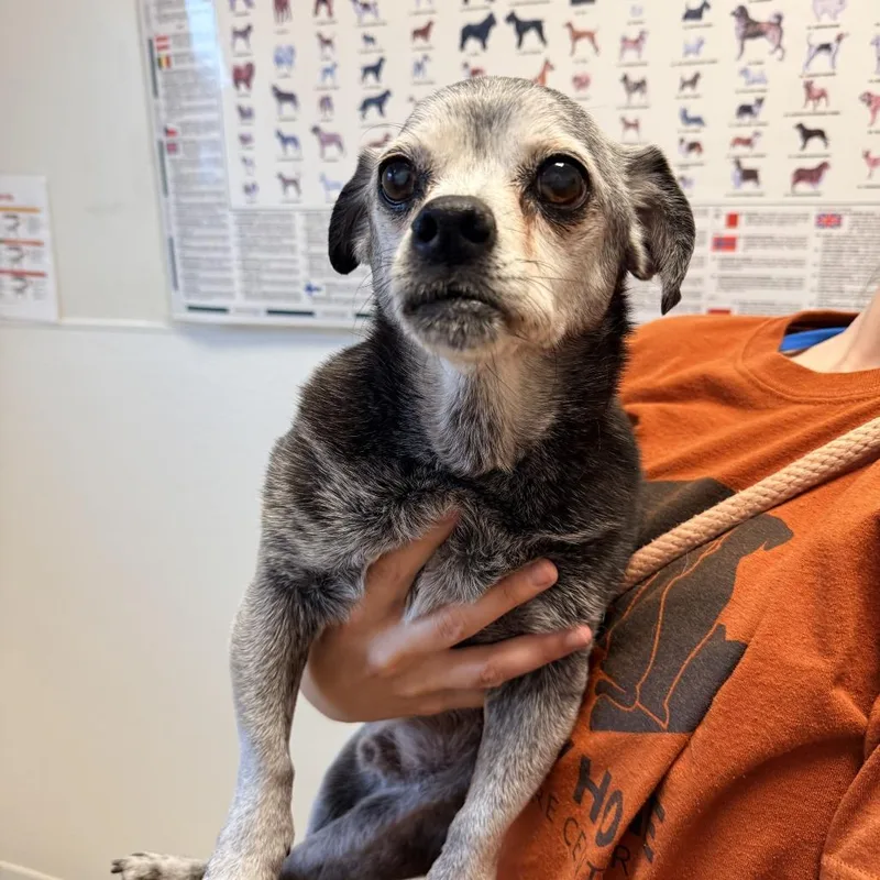 A senior small-sized male Black Chihuahua dog named Pappy for adoption in Rifle, CO