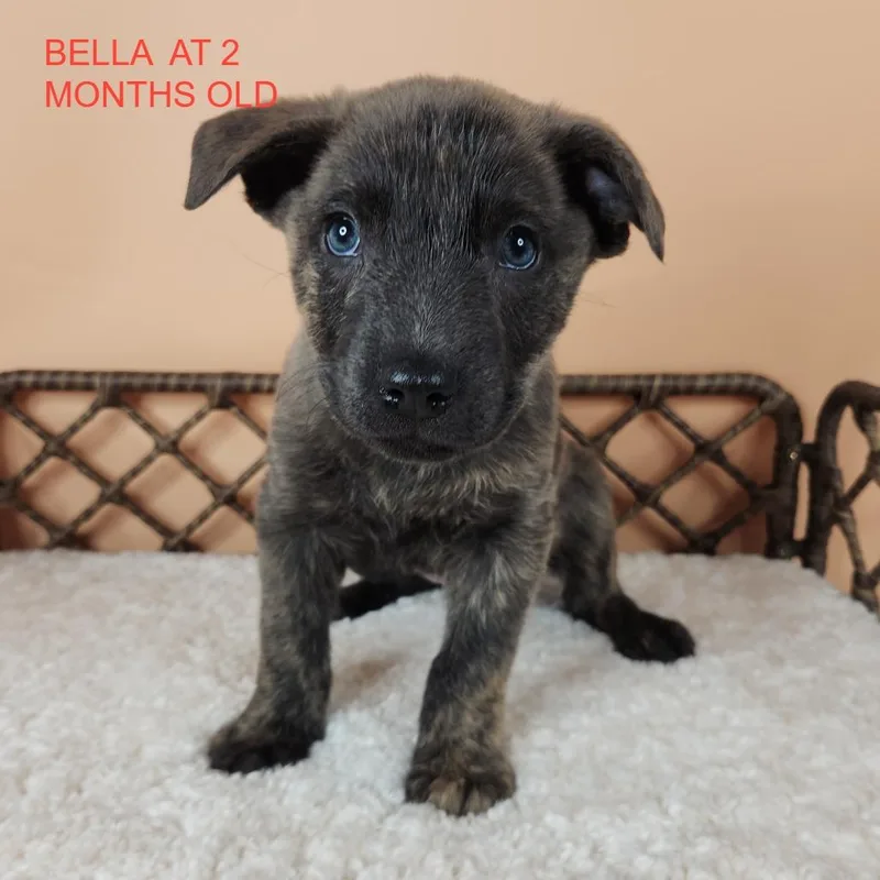 Rainbow Bella thumbnail 2