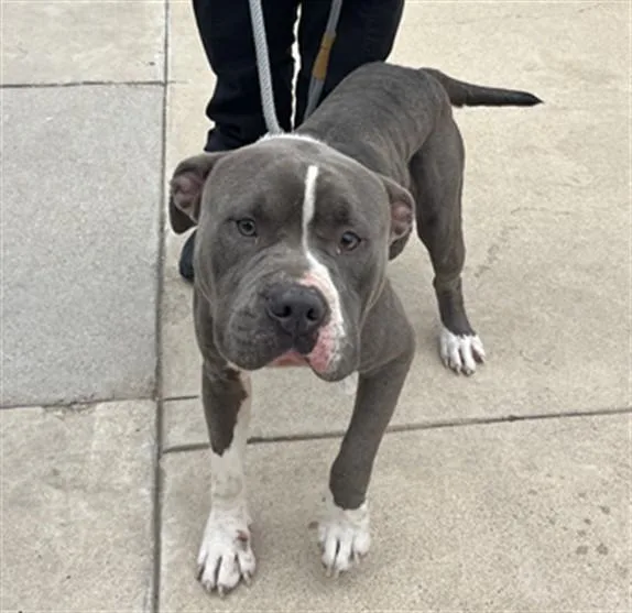 A young large-sized male Pit Bull Terrier dog named Brutus for adoption in Killeen, TX