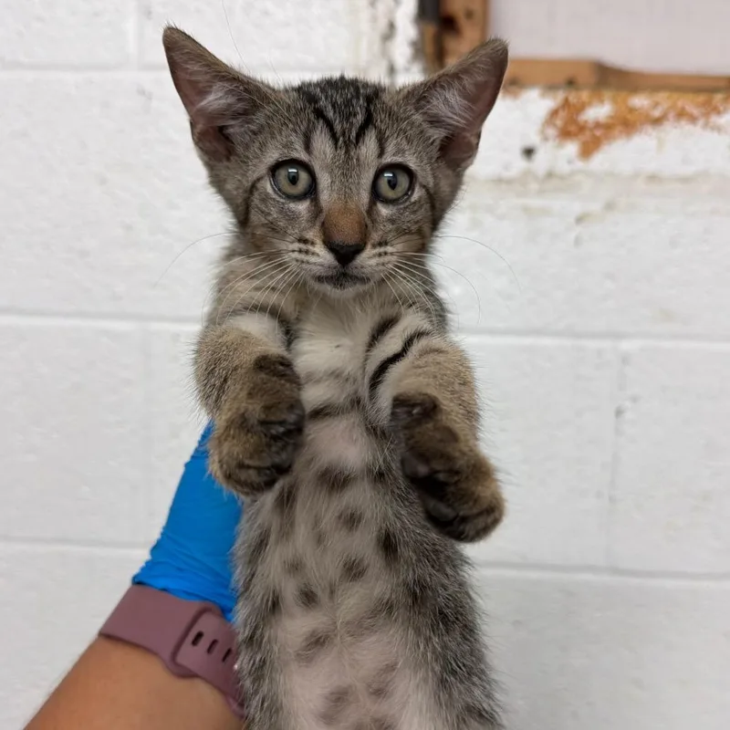 A baby small-sized male Brown / Chocolate Domestic Short Hair cat named Jubie for adoption in Edinburg, TX