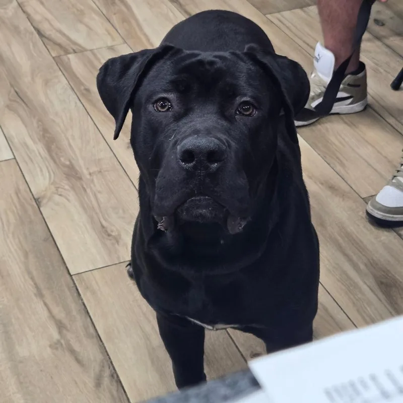 A young large-sized male Black Cane Corso dog named Tokyo for adoption in Newark, NJ