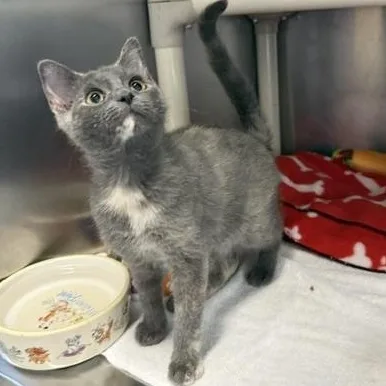 A baby medium-sized female Gray & White Domestic Short Hair cat named Luminara for adoption in Honesdale, PA