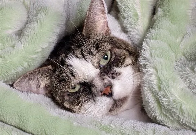 An adult medium-sized female Domestic Short Hair cat named Cutie for adoption in Fort Lauderdale, FL