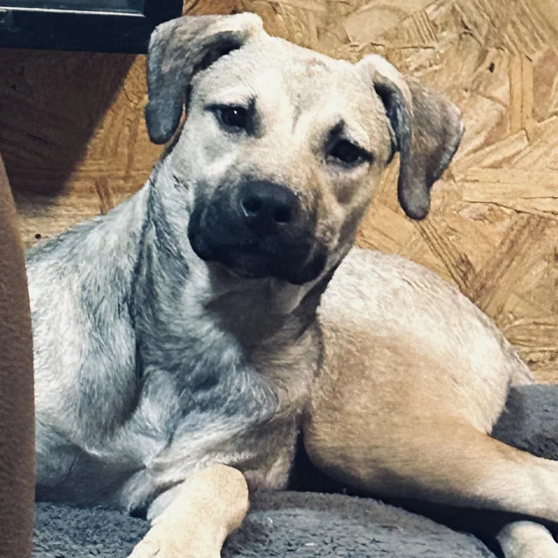 A young medium-sized female Apricot / Beige Labrador Retriever dog named SmoresVideo attached. for adoption in Jackson, TN