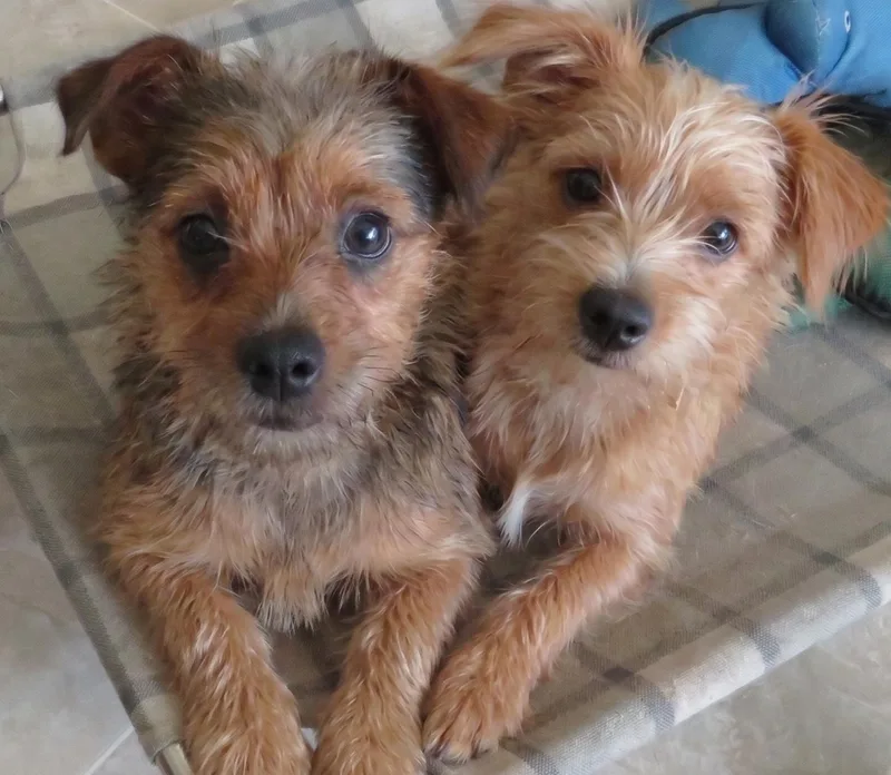 Sweetie & Rosco Bonded