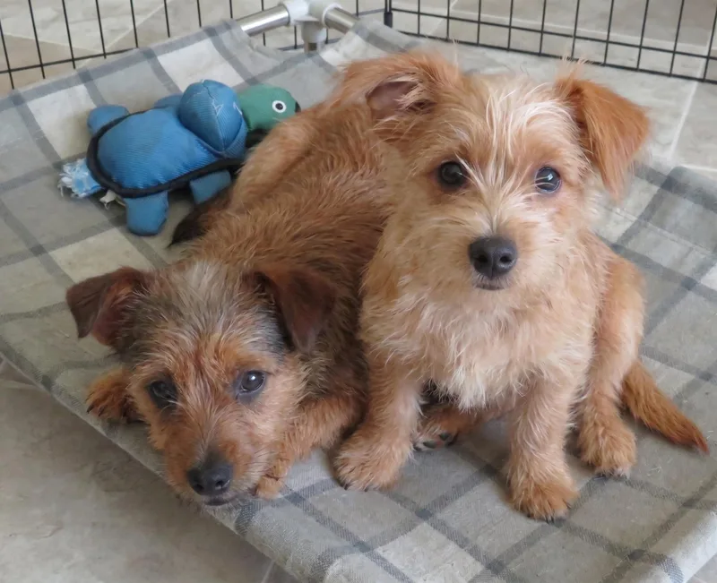 Sweetie & Rosco Bonded thumbnail 2