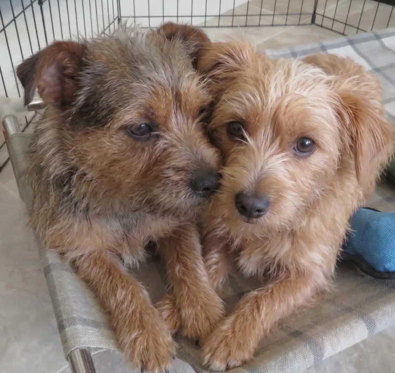 Sweetie & Rosco Bonded thumbnail 3
