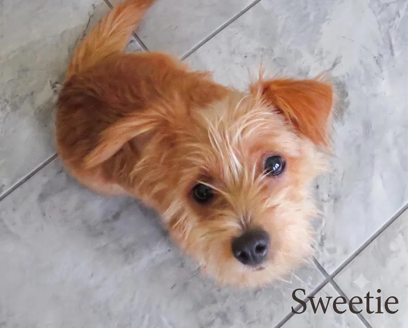 Sweetie & Rosco Bonded thumbnail 4