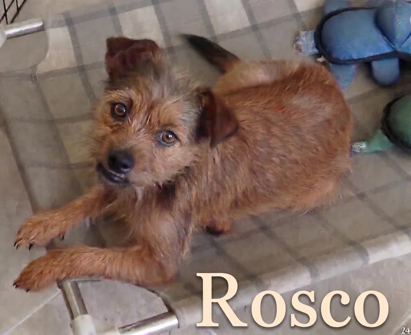 Sweetie & Rosco Bonded thumbnail 5