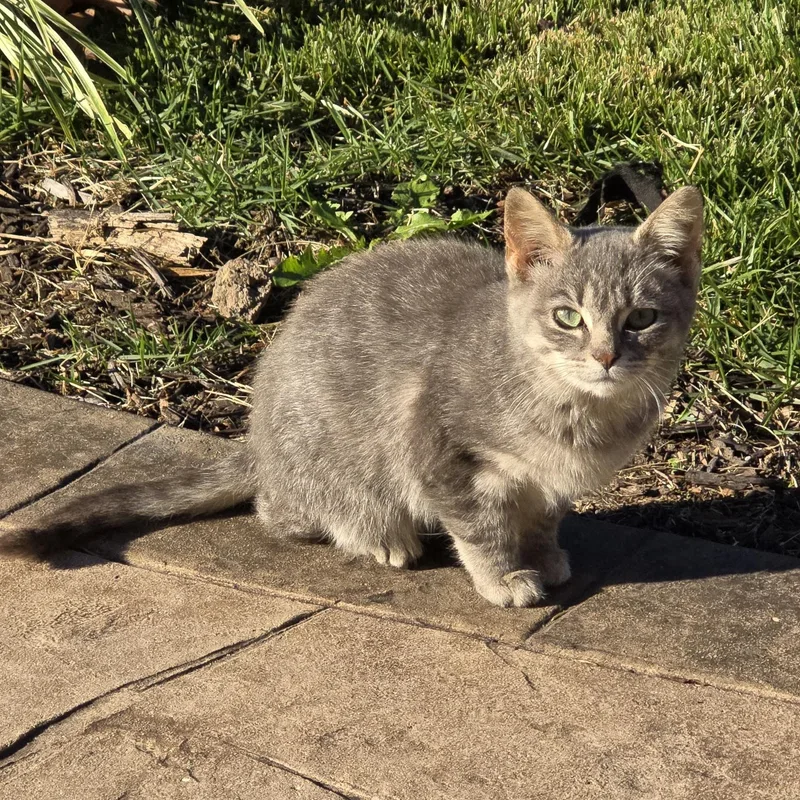 A baby small-sized female American Shorthair cat named Margs for adoption in Almont, MI