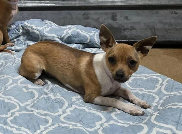 A young small-sized female Chihuahua dog named Tigerlily for adoption in Martinez, CA