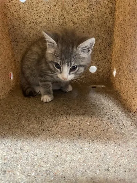 A baby small-sized female Domestic Medium Hair cat named Maybelline for adoption in Tallahassee, FL