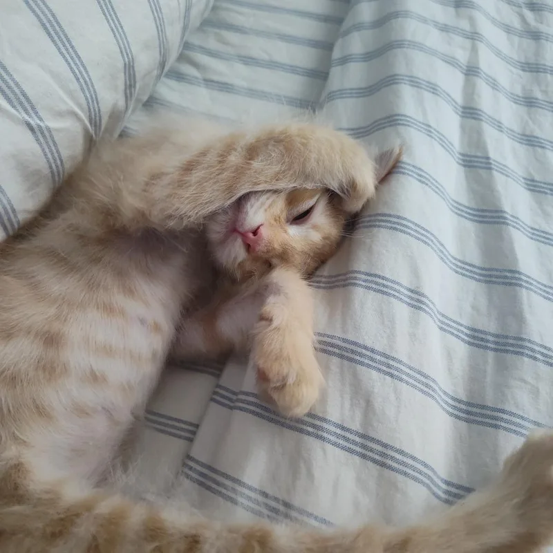 A baby small-sized male Orange / Red Domestic Long Hair cat named Jack for adoption in Muncie, IN