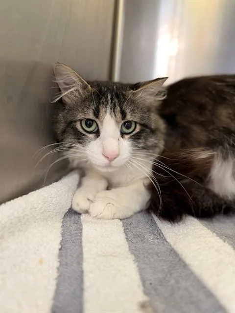A young large-sized male Domestic Long Hair cat named Zinger for adoption in Brighton, CO