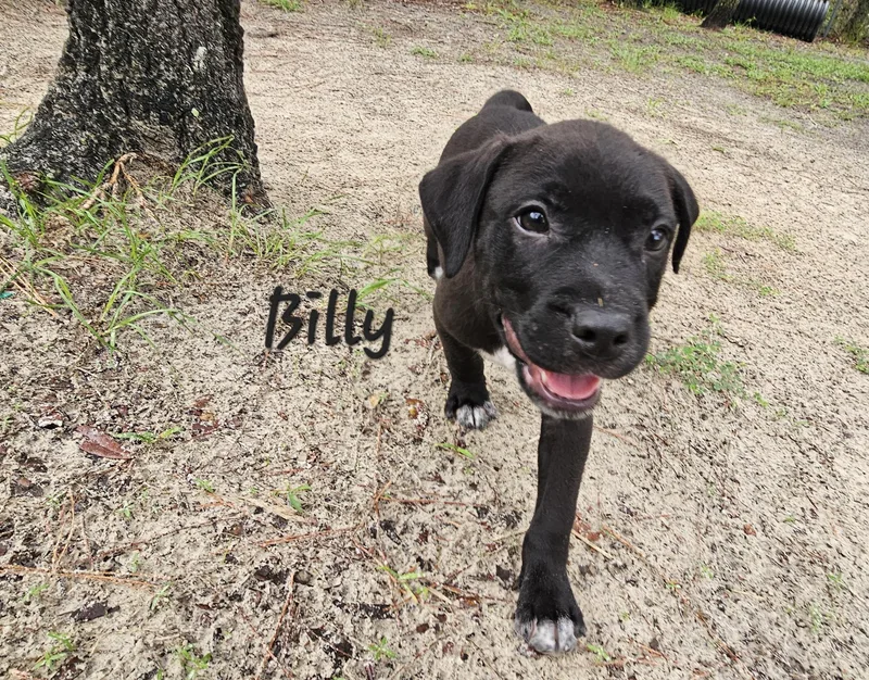 Billy thumbnail 3