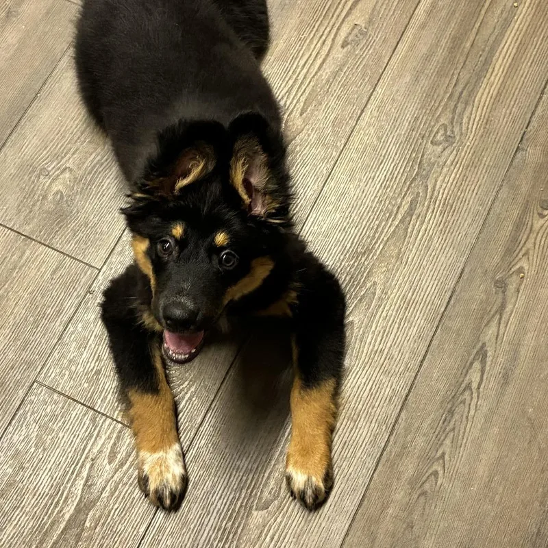 A baby large-sized male Black German Shepherd Dog dog named Huckleberry for adoption in Danville, KY