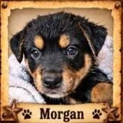 A baby medium-sized male Mixed Breed dog named Morgan Earp for adoption in Mesa, AZ