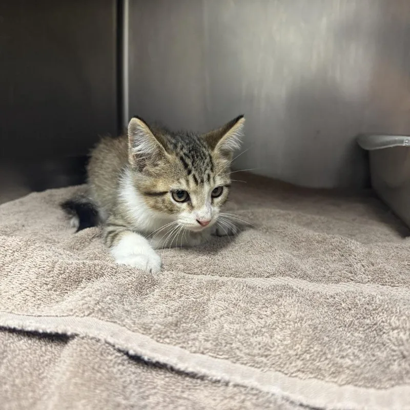 A baby small-sized male Domestic Short Hair cat named Orpheus for adoption in Bryan, TX