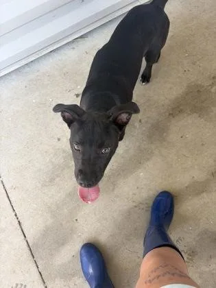 A young medium-sized male Pit Bull Terrier dog named Toothless for adoption in Columbus, IN