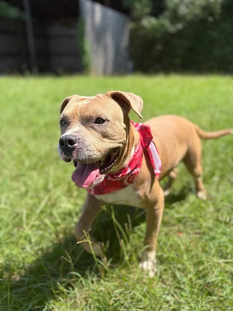 A young large-sized male Yellow / Tan / Blond / Fawn American Bully dog named Rowan for adoption in Winnsboro, SC
