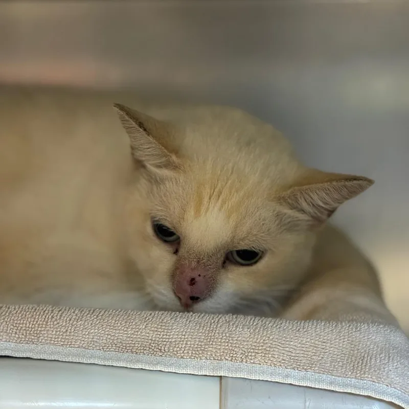 A senior extra large-sized male Flame Point Siamese cat named Love for adoption in Austin, TX