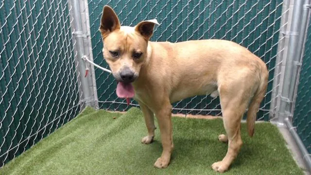 A young large-sized male German Shepherd Dog dog named Tink for adoption in Downey, CA