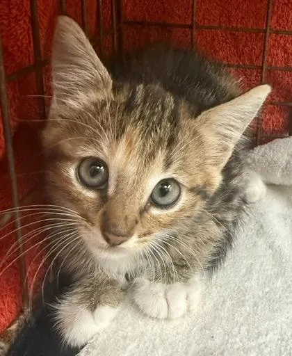 A baby small-sized female Domestic Short Hair cat named Minnie for adoption in Honolulu, HI