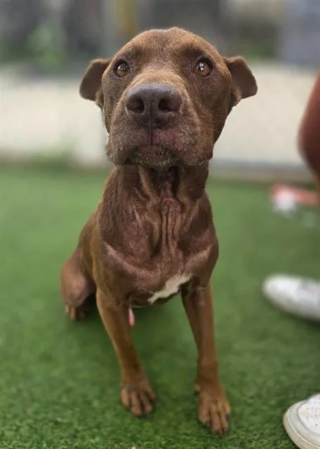 An adult large-sized male Mixed Breed dog named Chico for adoption in Columbia, SC