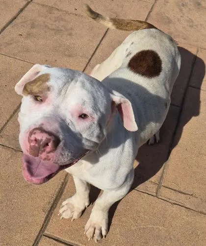 An adult large-sized male Terrier dog named Big Poppa for adoption in Shreveport, LA