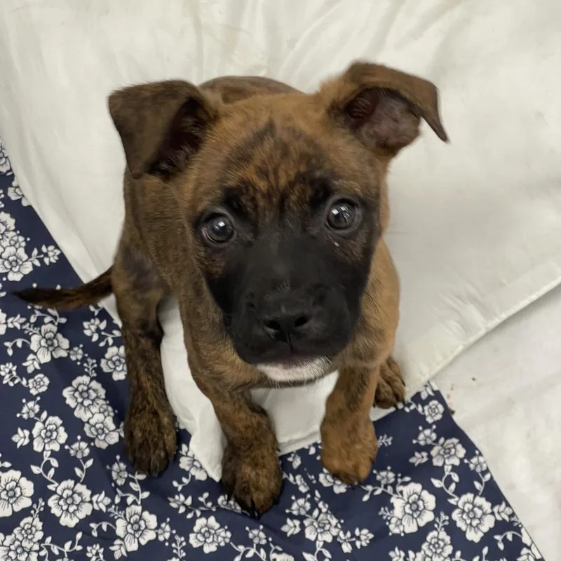 A baby small-sized male Brindle Boxer dog named Papaya for adoption in Tulsa, OK