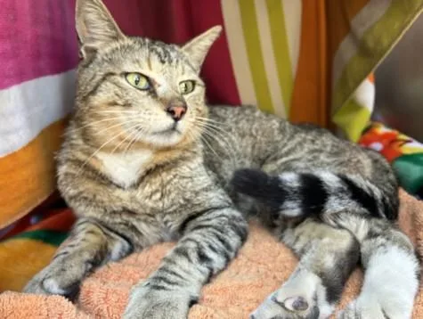 An adult medium-sized male Domestic Short Hair cat named Melvin for adoption in San Pedro, CA