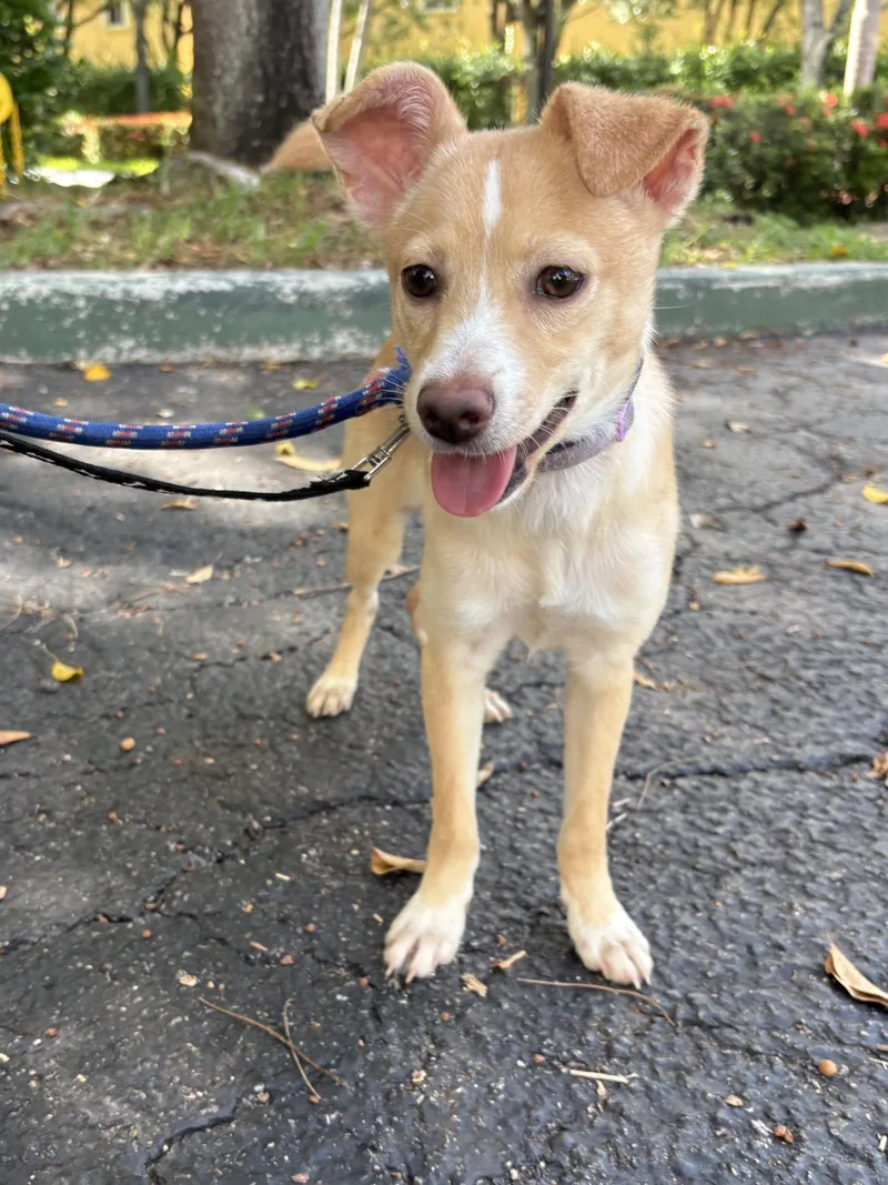A baby small-sized female Basenji dog named Zuri for adoption in Margate, FL