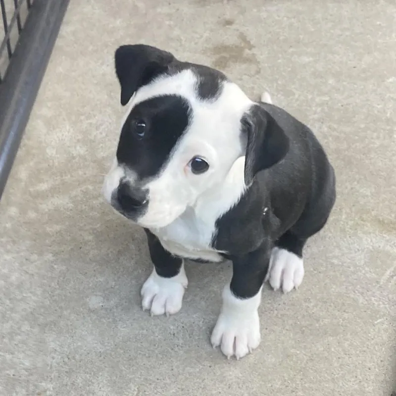 A baby medium-sized female Black Mixed Breed dog named Shayla for adoption in Auburn, NH