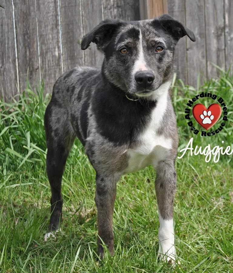 Auggie