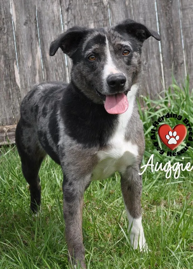 Auggie thumbnail 2