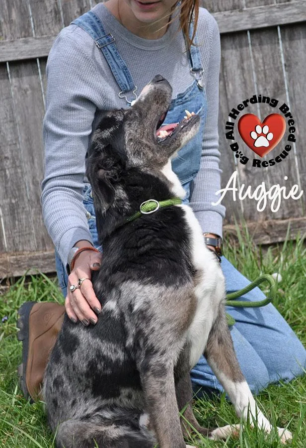 Auggie thumbnail 3