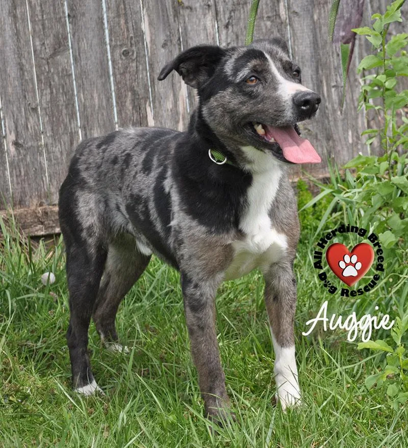Auggie thumbnail 4