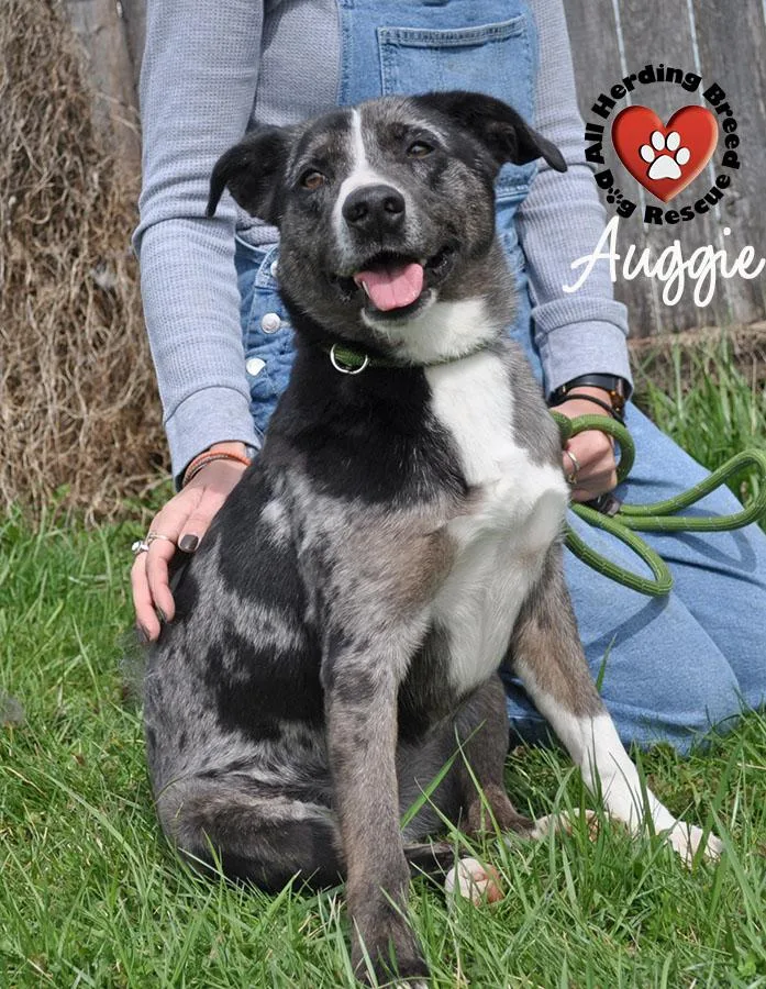 Auggie thumbnail 6