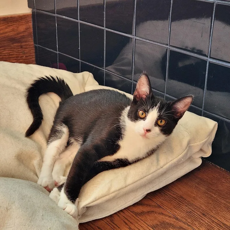 A young medium-sized female Black & White / Tuxedo Domestic Short Hair cat named Olivia for adoption in Akron, OH